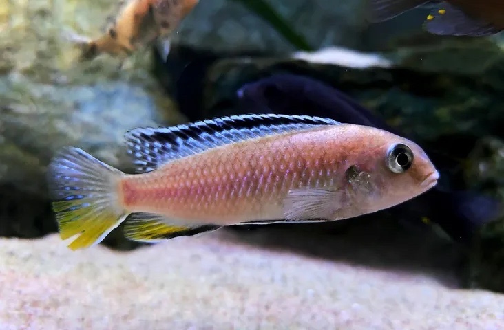 Tropheops sp. 'red fin' Lundo Island